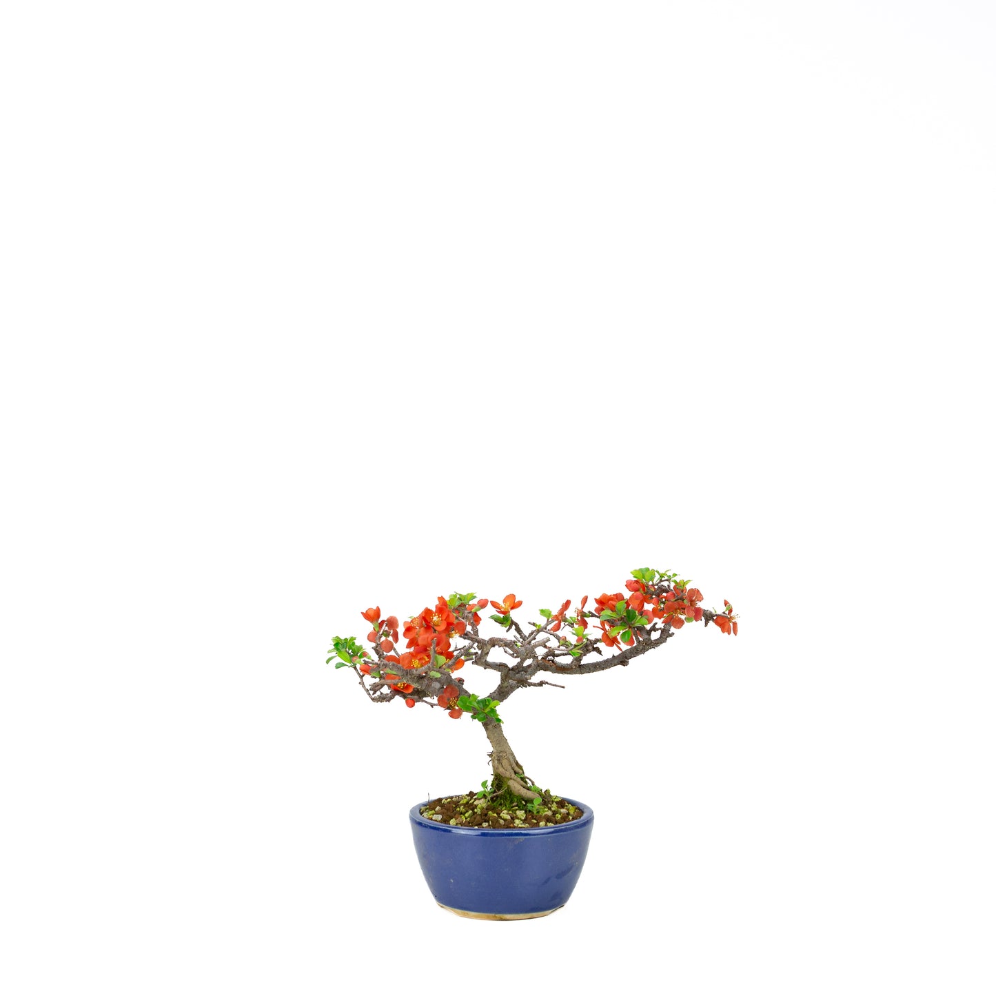Chaenomeles speciosa pot rond en terre cuite 11 cm, hauteur ~12 cm