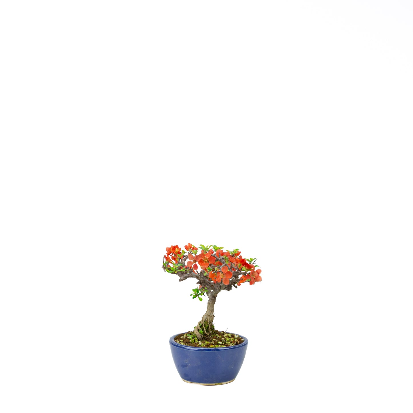 Chaenomeles speciosa pot rond en terre cuite 11 cm, hauteur ~12 cm