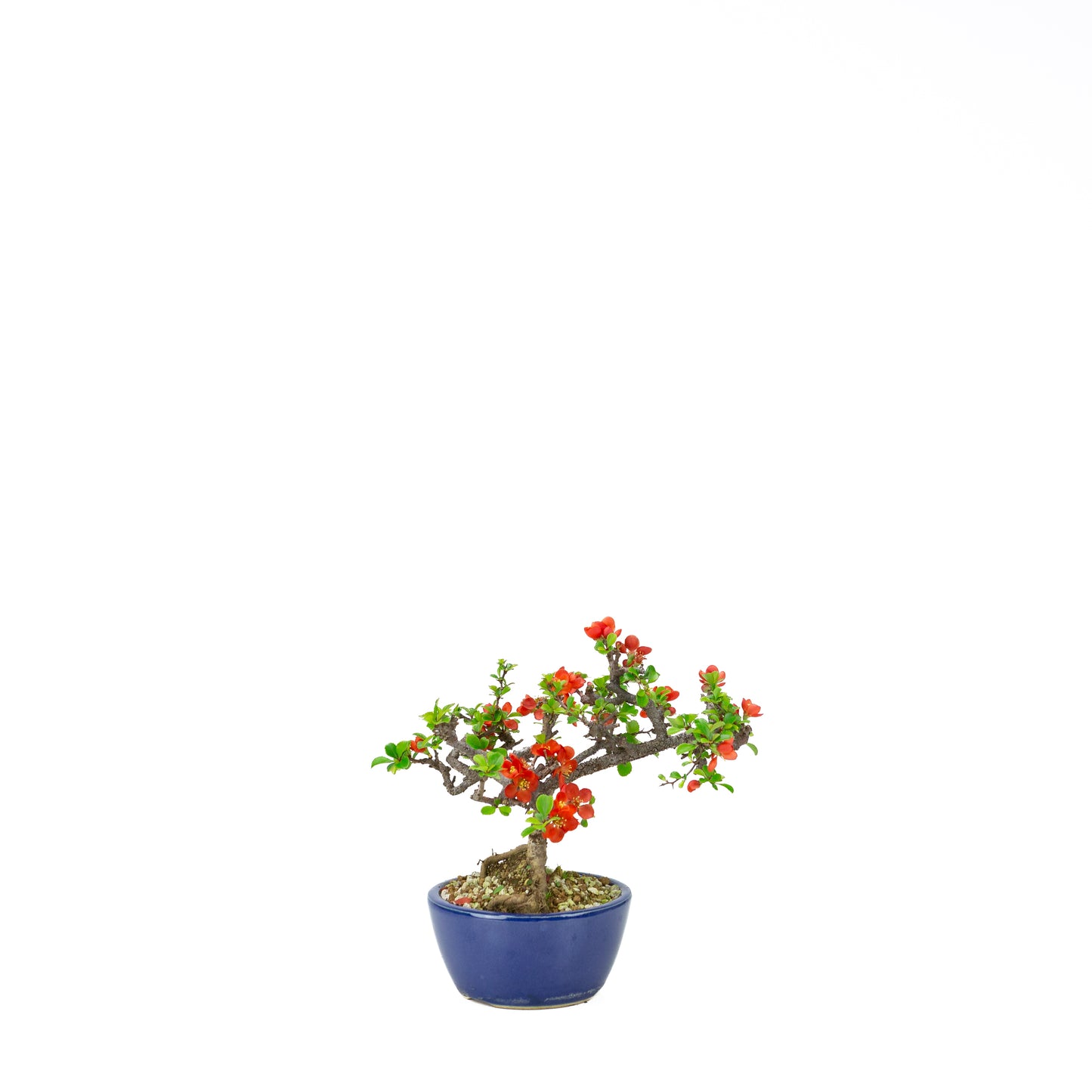 Chaenomeles speciosa pot rond en terre cuite 11 cm, hauteur ~12 cm