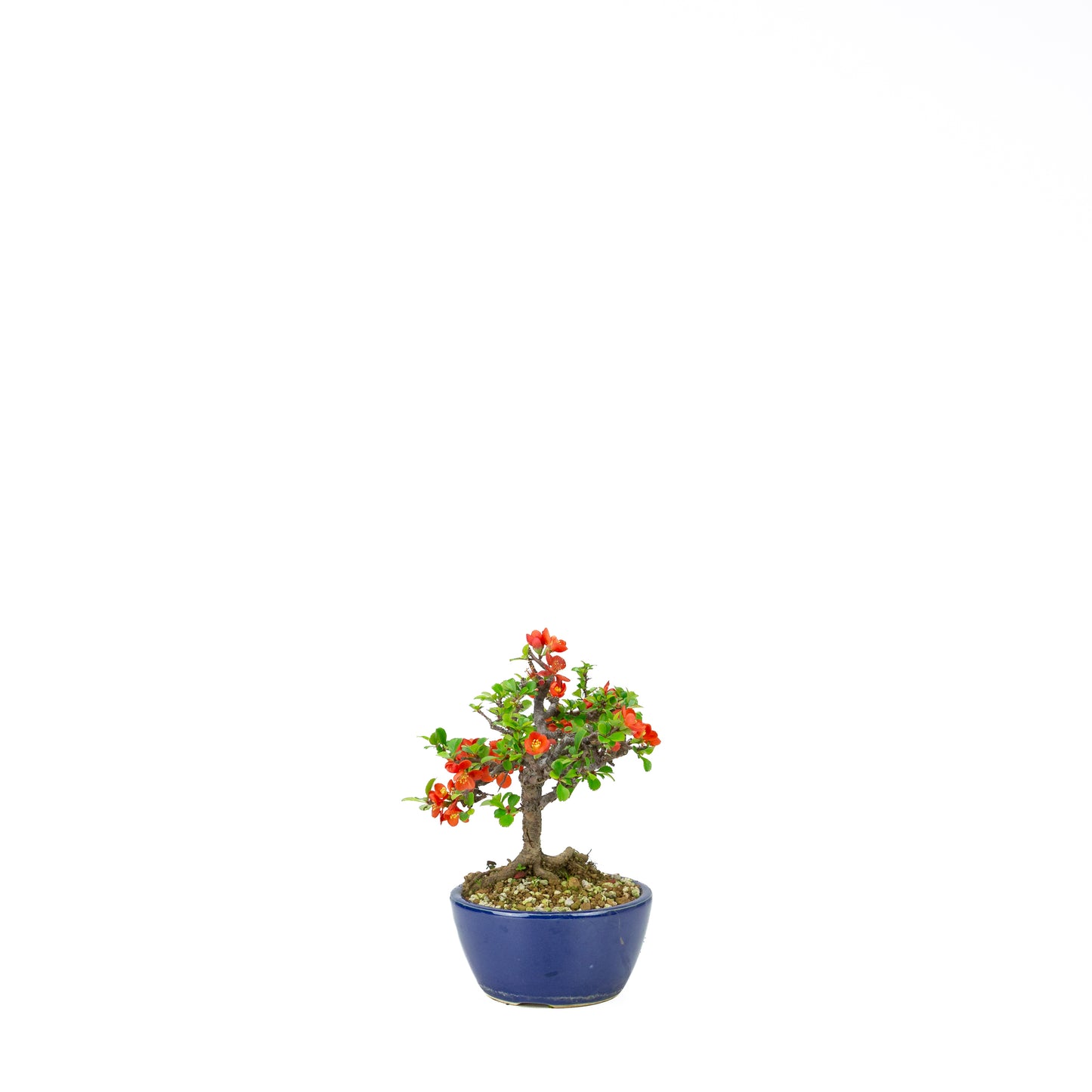 Chaenomeles speciosa pot rond en terre cuite 11 cm, hauteur ~12 cm