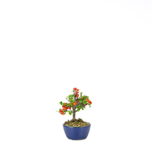 Chaenomeles speciosa pot rond en terre cuite 11 cm, hauteur ~12 cm