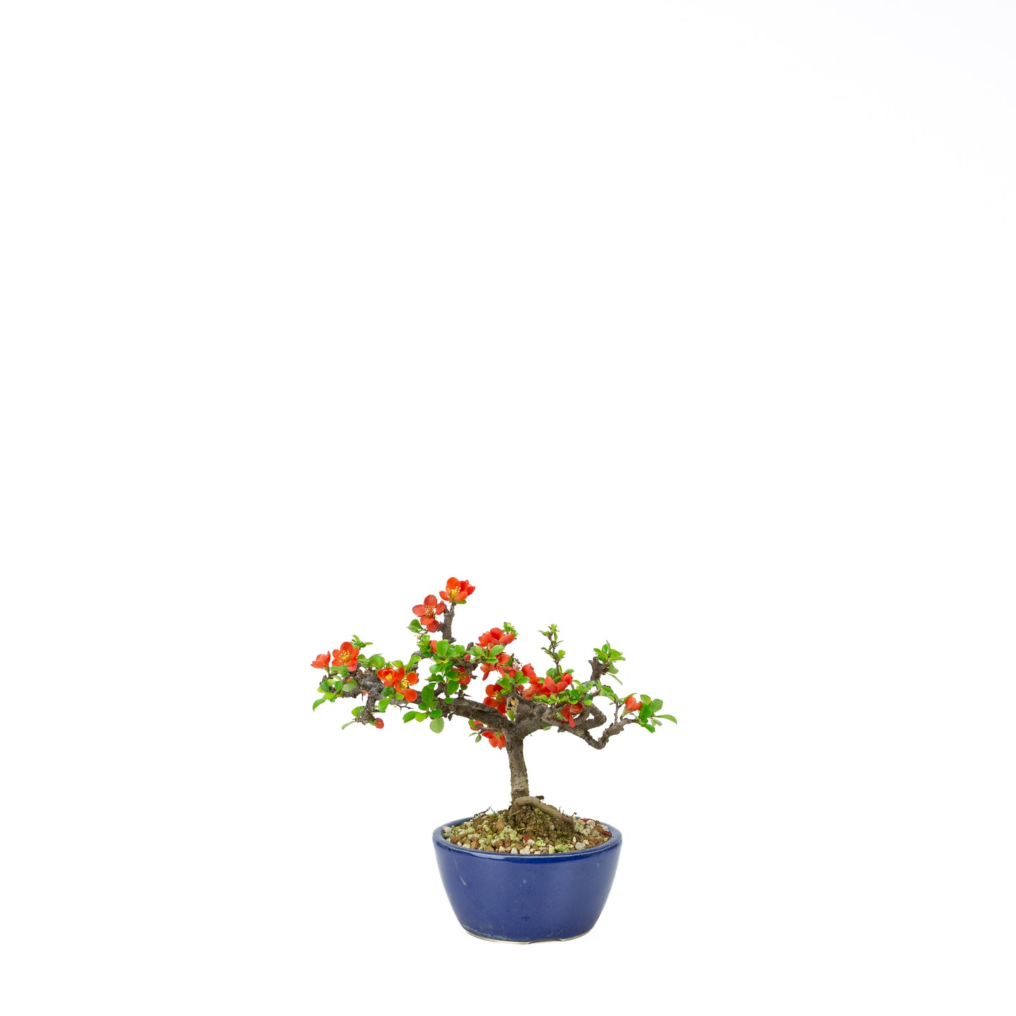 Chaenomeles speciosa pot rond en terre cuite 11 cm, hauteur ~12 cm