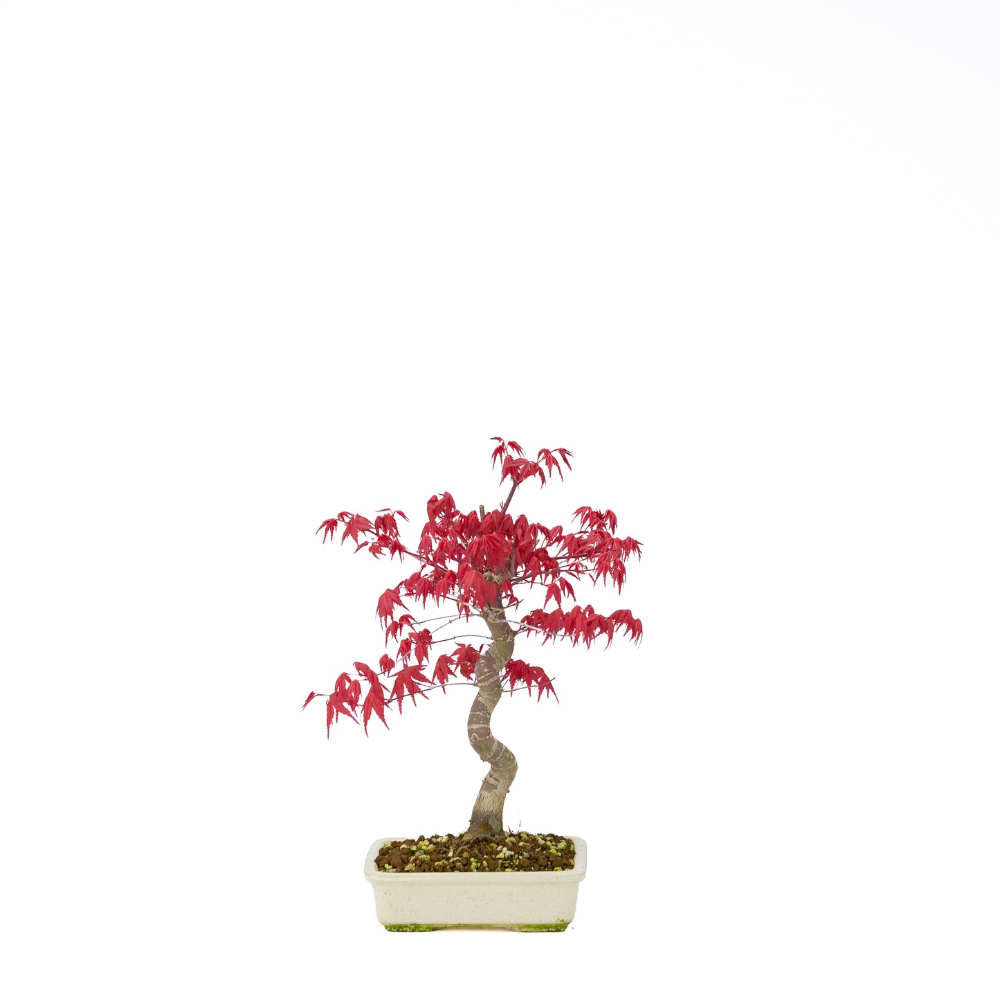Acer palmatum Deshojo pot rectangulaire crème 21 cm, hauteur ~52 cm
