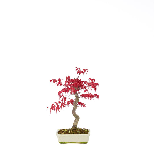 Acer palmatum Deshojo pot rectangulaire crème 21 cm, hauteur ~52 cm