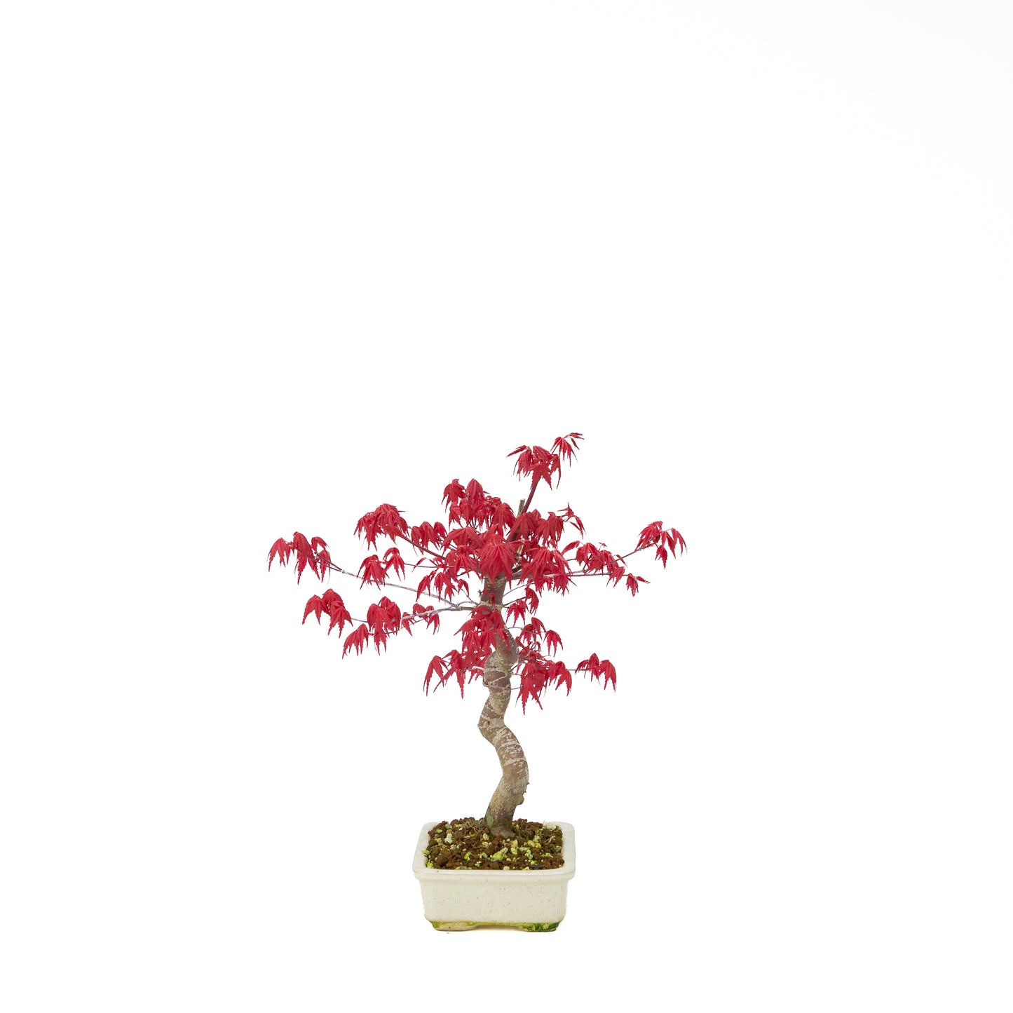 Acer palmatum Deshojo pot rectangulaire crème 21 cm, hauteur ~52 cm