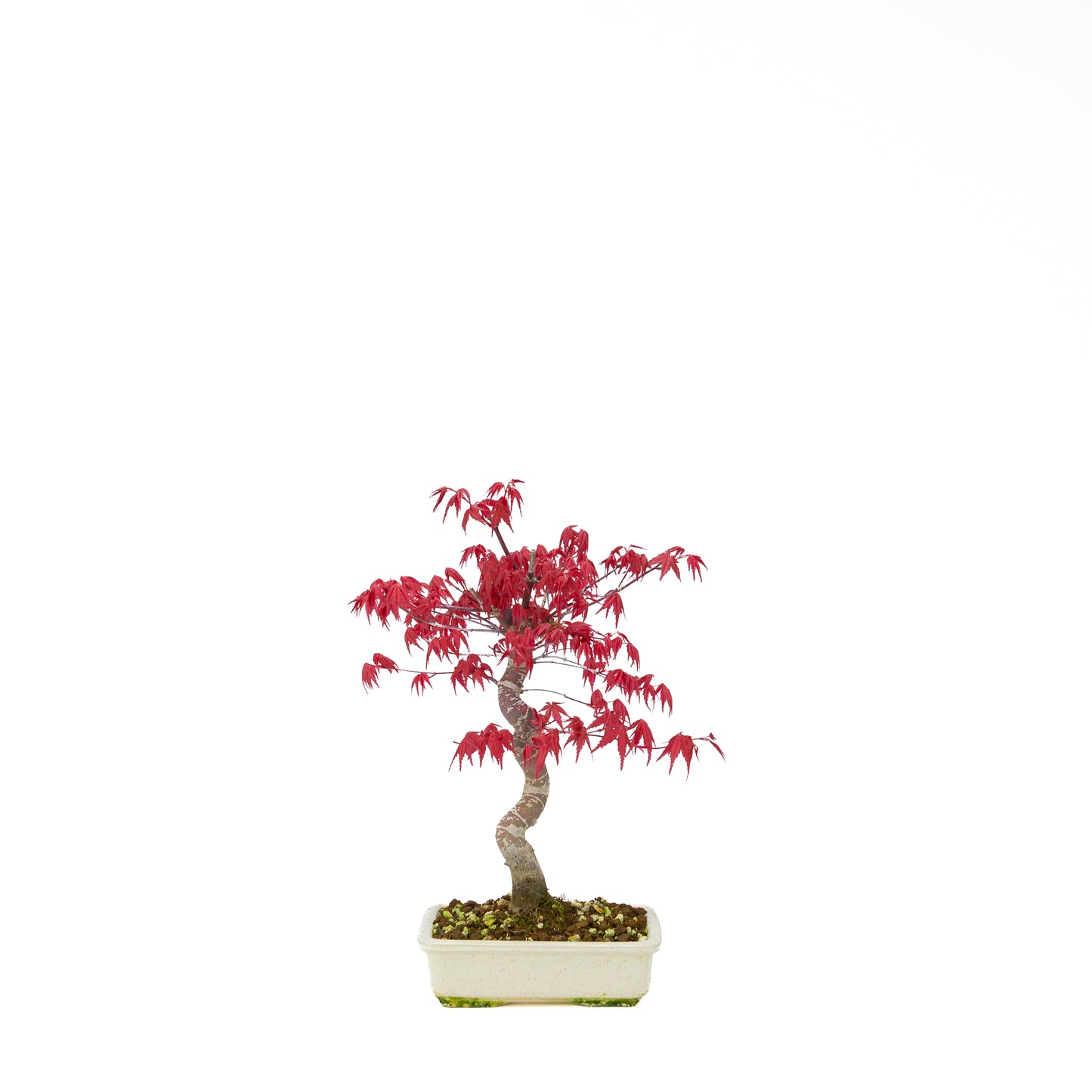 Acer palmatum Deshojo pot rectangulaire crème 21 cm, hauteur ~52 cm