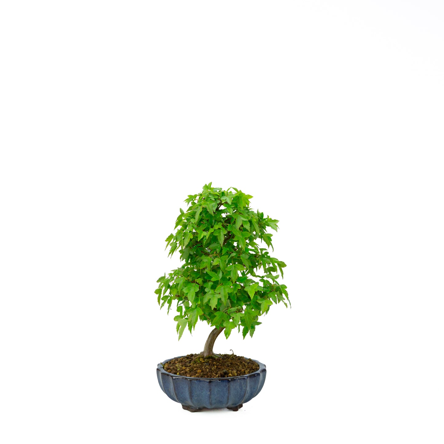 Acer buergerianum avec pot rond brun pierre 20 cm, hauteur ~31 cm