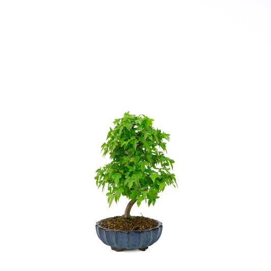 Acer buergerianum avec pot rond brun pierre 20 cm, hauteur ~31 cm