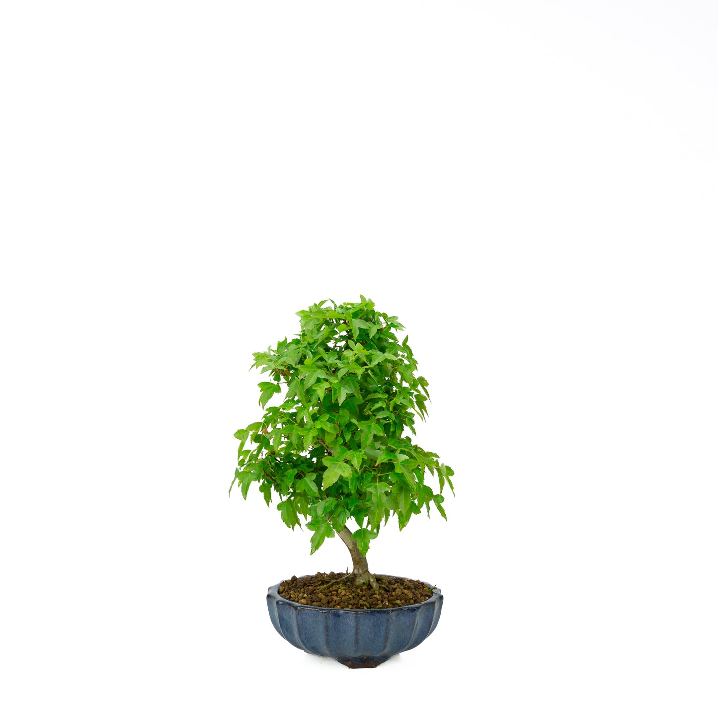 Acer buergerianum avec pot rond brun pierre 20 cm, hauteur ~31 cm