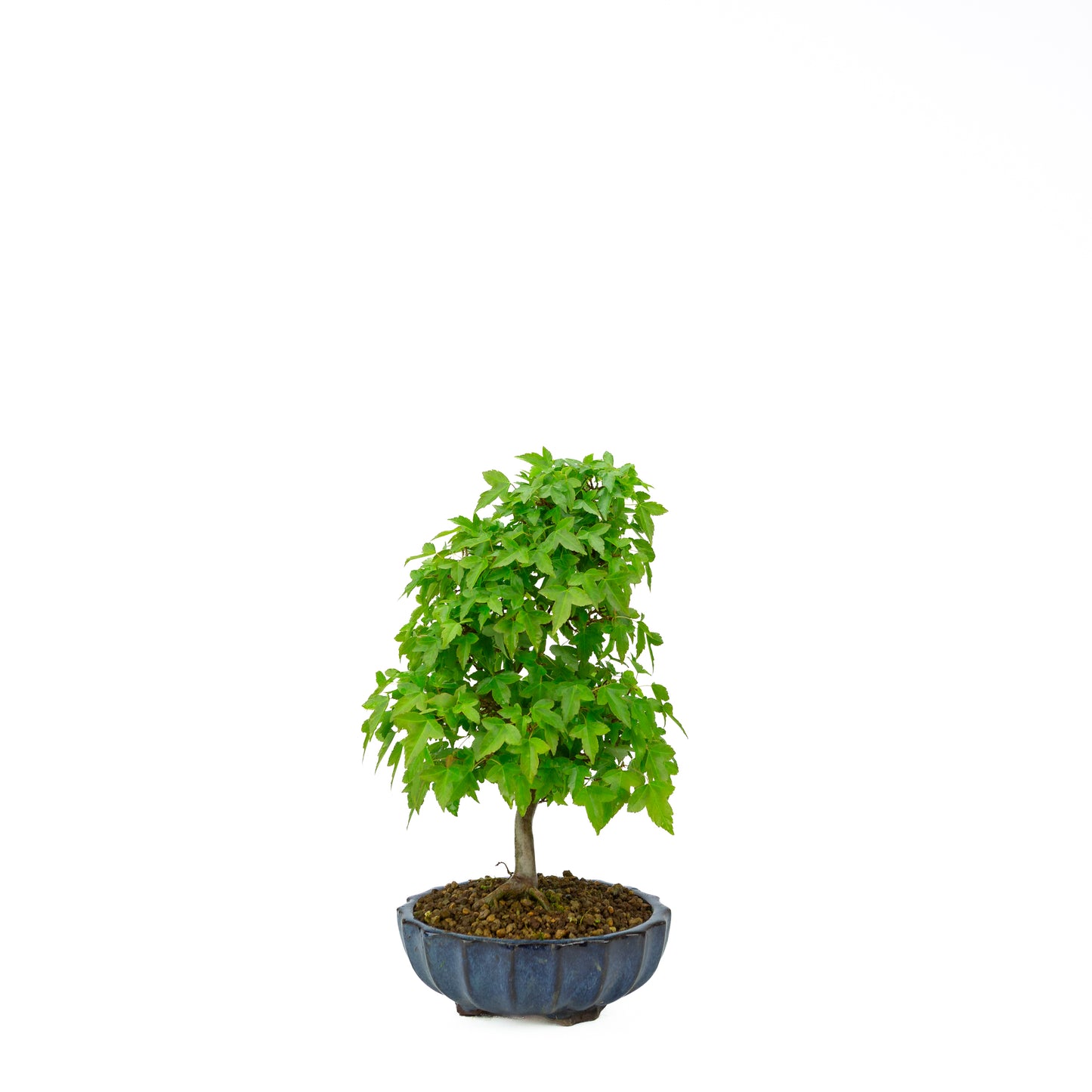 Acer buergerianum avec pot rond brun pierre 20 cm, hauteur ~31 cm