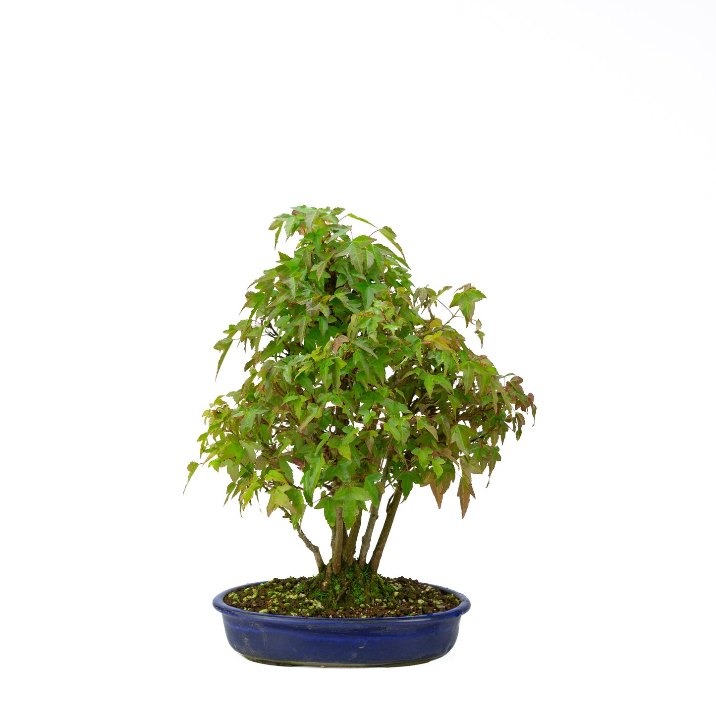 Acer buergerianum avec pot rond brun pierre 20 cm, hauteur ~31 cm