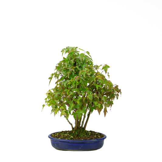 Acer buergerianum avec pot rond brun pierre 20 cm, hauteur ~31 cm