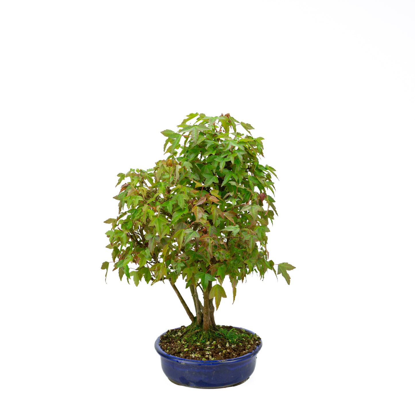 Acer buergerianum avec pot rond brun pierre 20 cm, hauteur ~31 cm