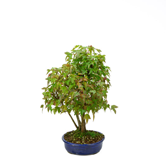 Acer buergerianum avec pot rond brun pierre 20 cm, hauteur ~31 cm