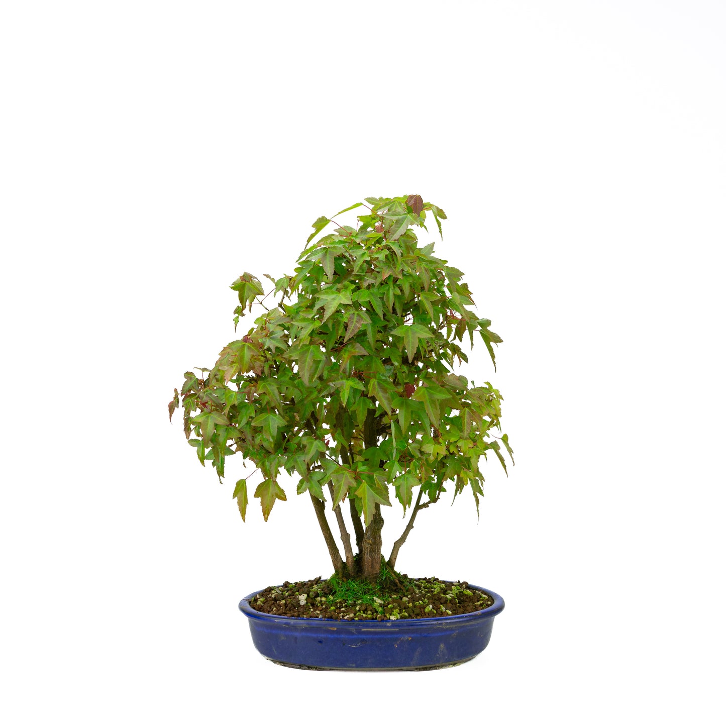 Acer buergerianum avec pot rond brun pierre 20 cm, hauteur ~31 cm