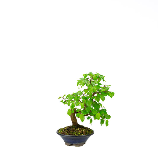 Carpinus coreana pot rectangulaire bleu 21 cm, hauteur ~35 cm