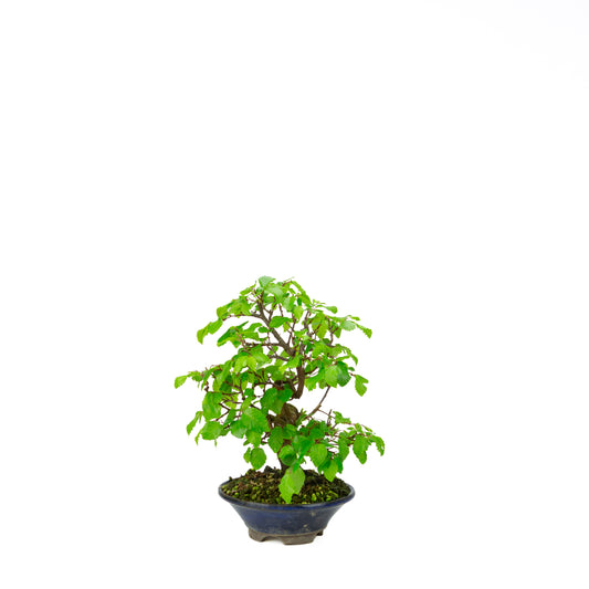 Carpinus coreana pot rectangulaire bleu 21 cm, hauteur ~35 cm