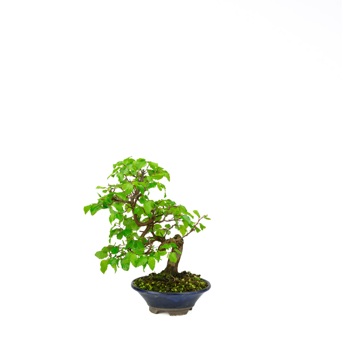 Carpinus coreana pot rectangulaire bleu 21 cm, hauteur ~35 cm