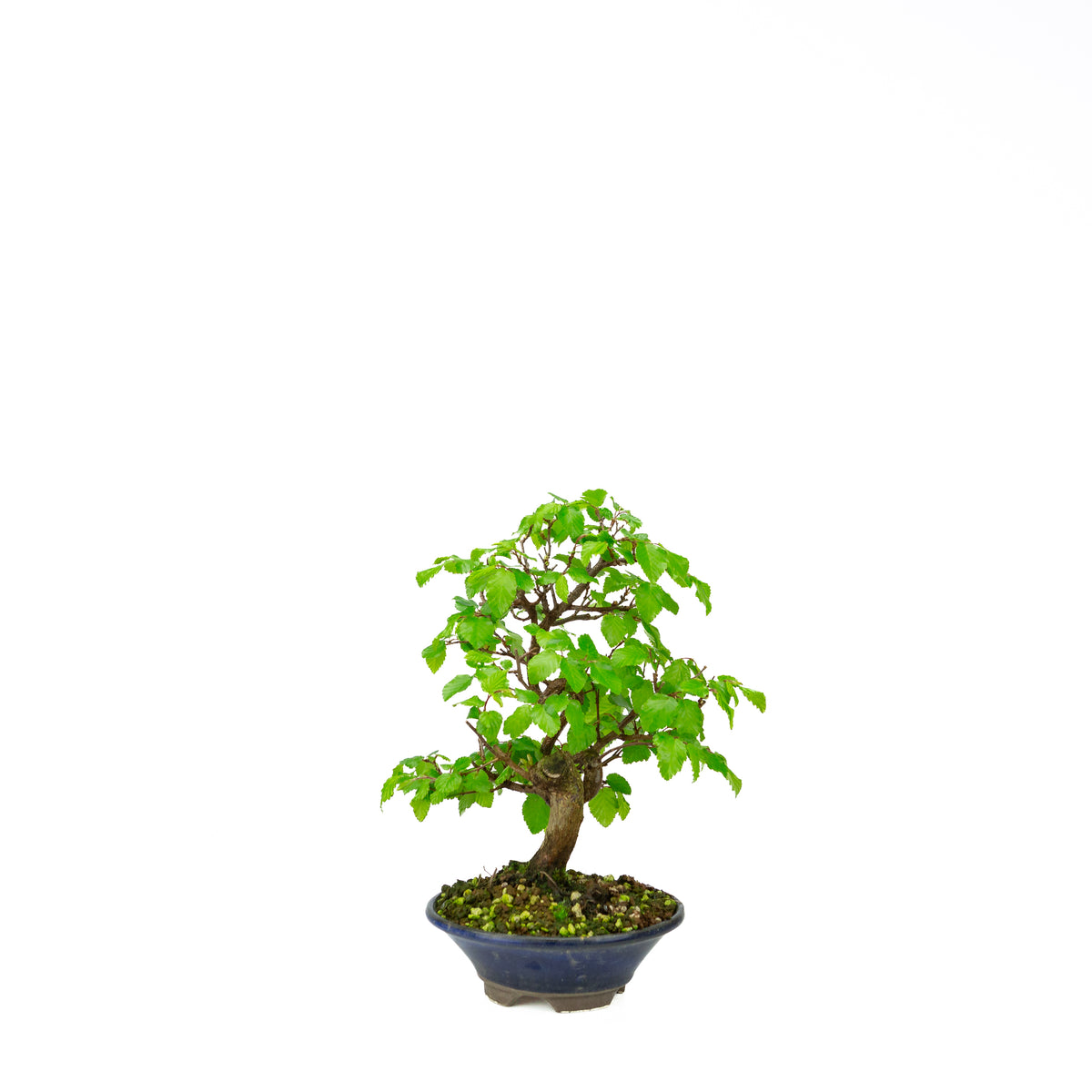 Carpinus coreana pot rectangulaire bleu 21 cm, hauteur ~35 cm