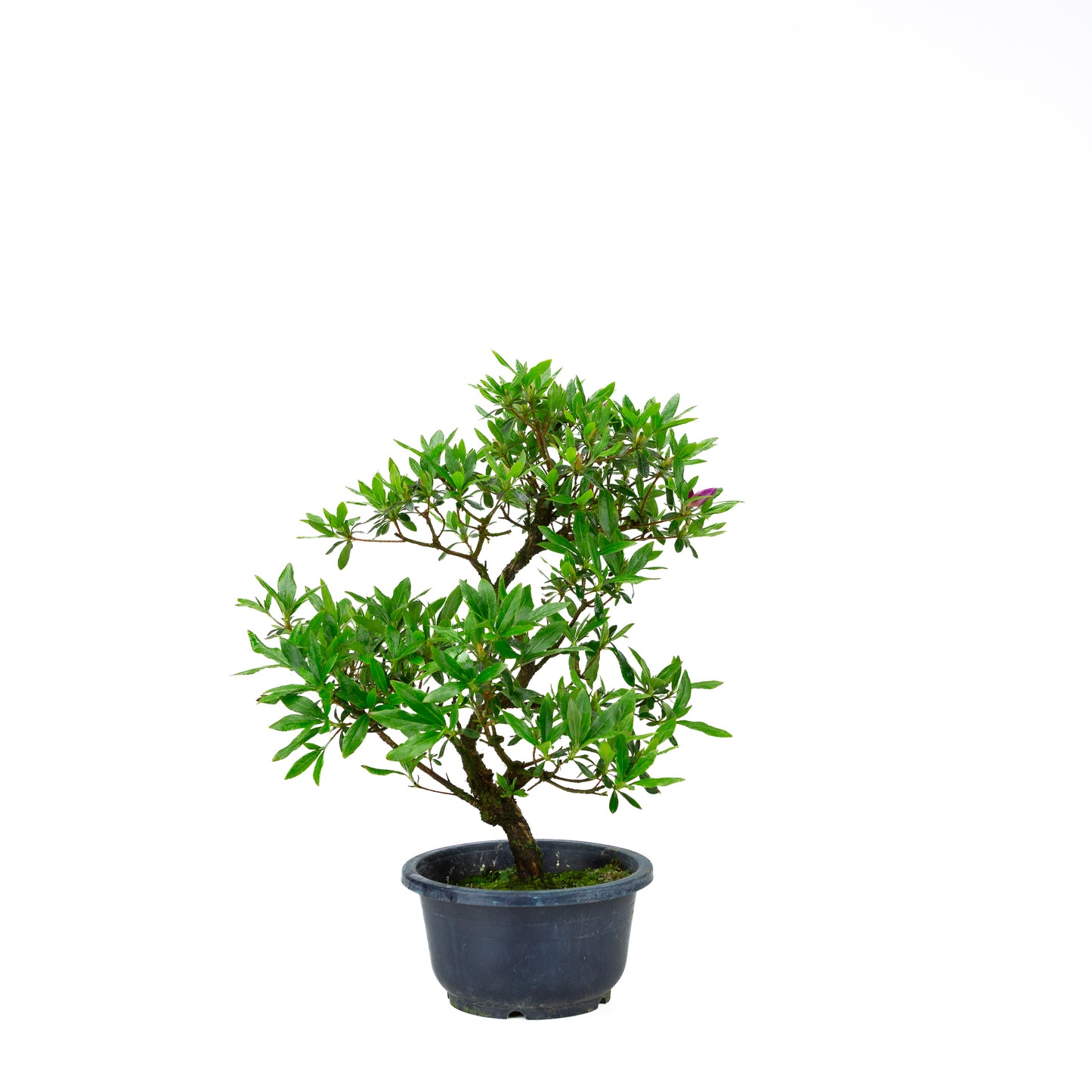 Rhododendron indicum (azalée satsuki), hauteur ~40cm