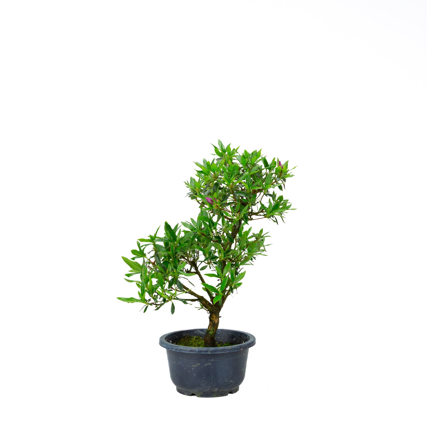 Rhododendron indicum (azalée satsuki), hauteur ~40cm
