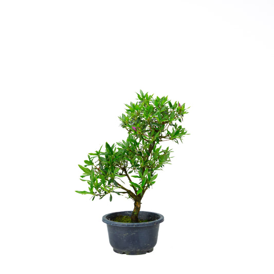 Rhododendron indicum (azalée satsuki), hauteur ~40cm