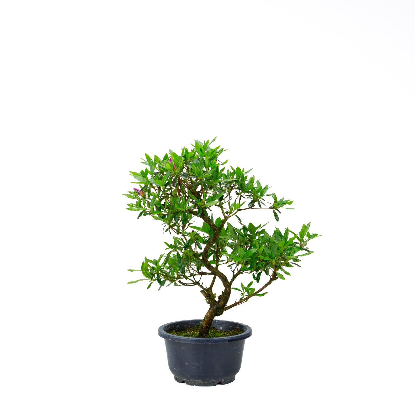 Rhododendron indicum (azalée satsuki), hauteur ~40cm