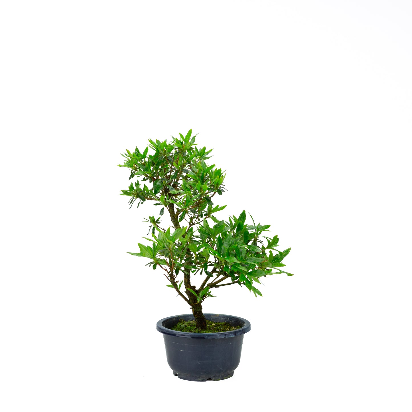 Rhododendron indicum (azalée satsuki), hauteur ~40cm
