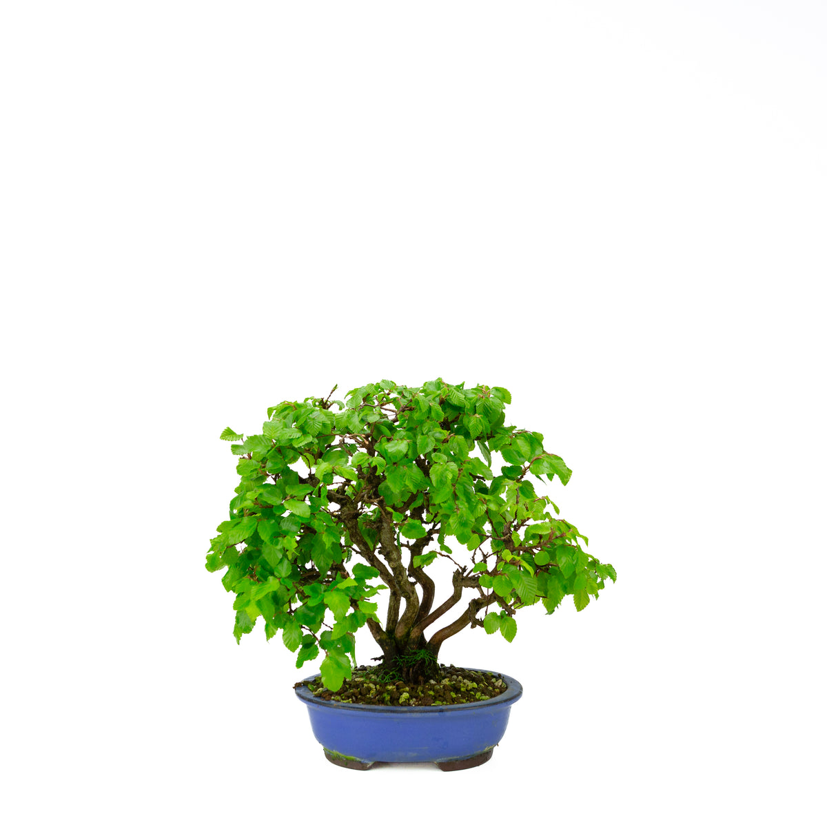 Carpinus coreana pot rectangulaire bleu 21 cm, hauteur ~35 cm