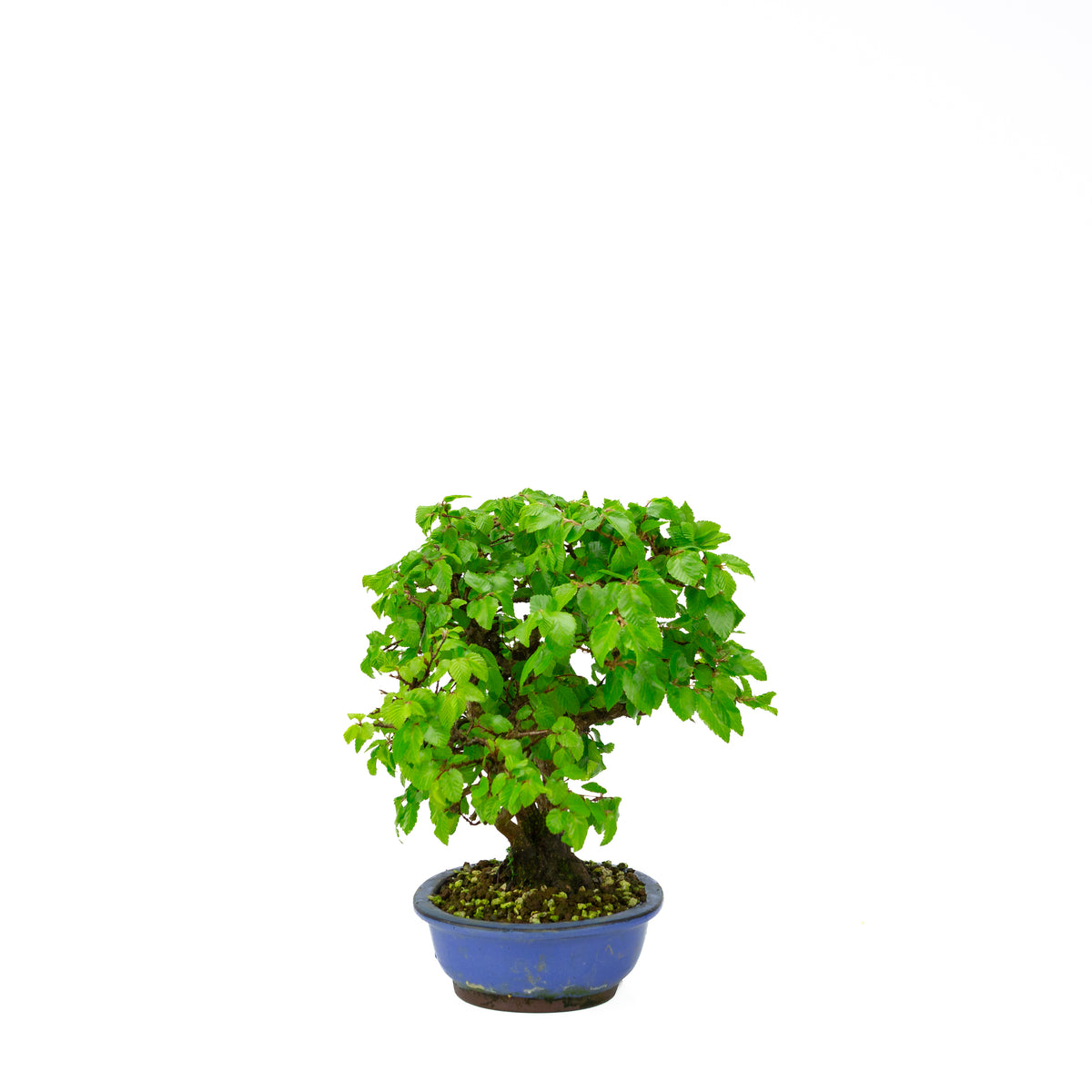 Carpinus coreana pot rectangulaire bleu 21 cm, hauteur ~35 cm