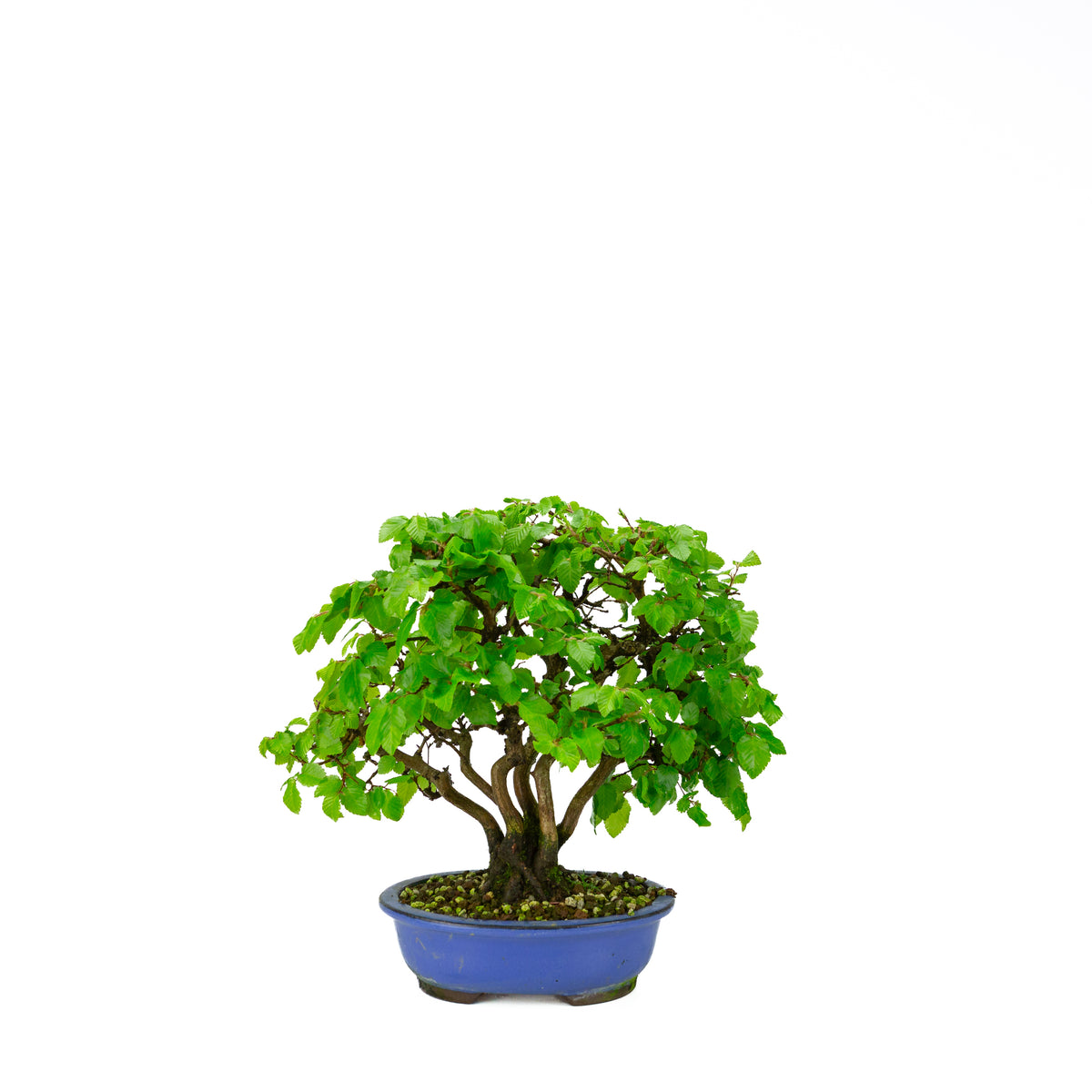 Carpinus coreana pot rectangulaire bleu 21 cm, hauteur ~35 cm