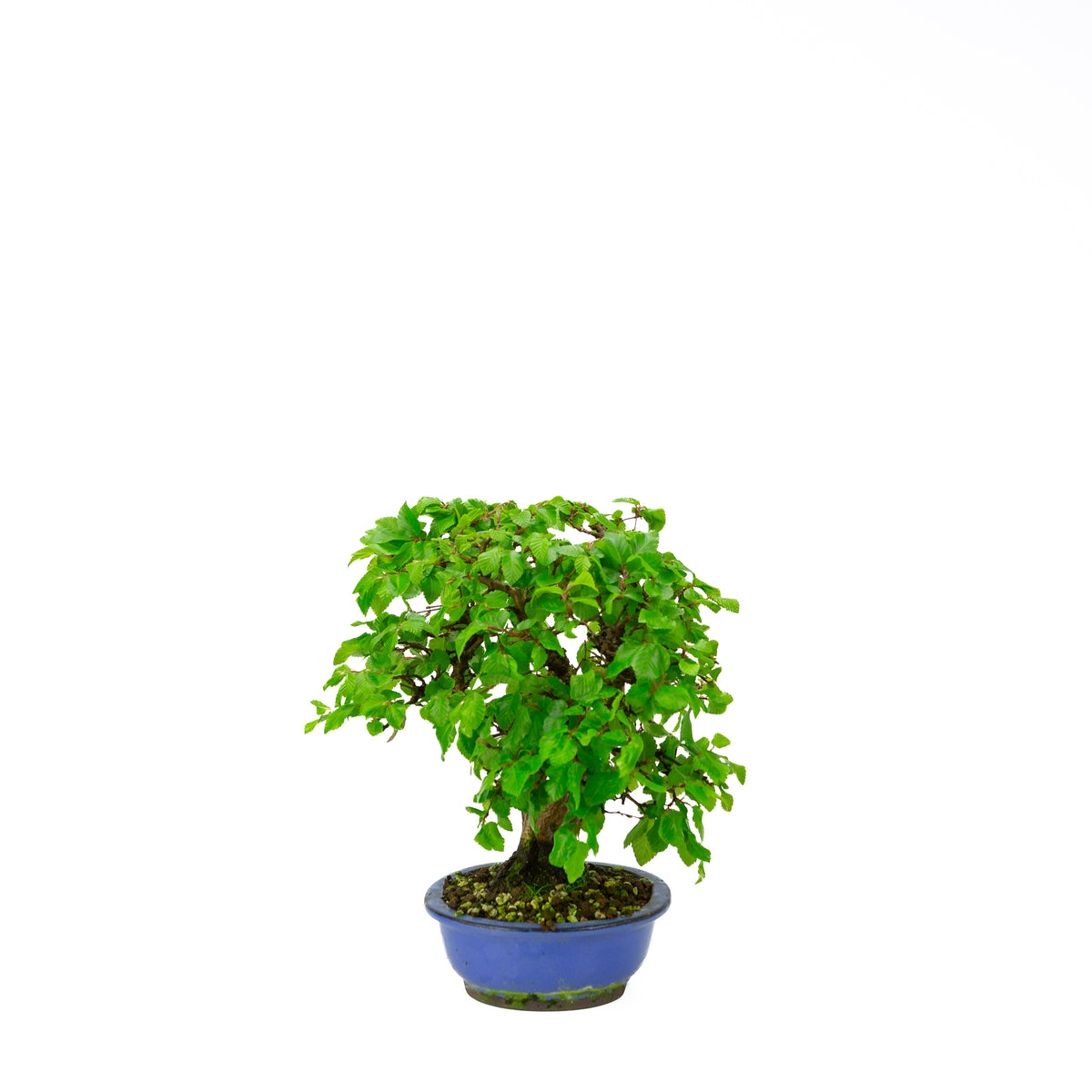 Carpinus coreana pot rectangulaire bleu 21 cm, hauteur ~35 cm