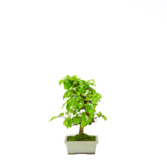 Carpinus coreana pot rectangulaire bleu 21 cm, hauteur ~35 cm