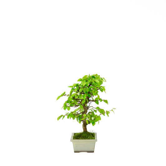 Carpinus coreana pot rectangulaire bleu 21 cm, hauteur ~35 cm