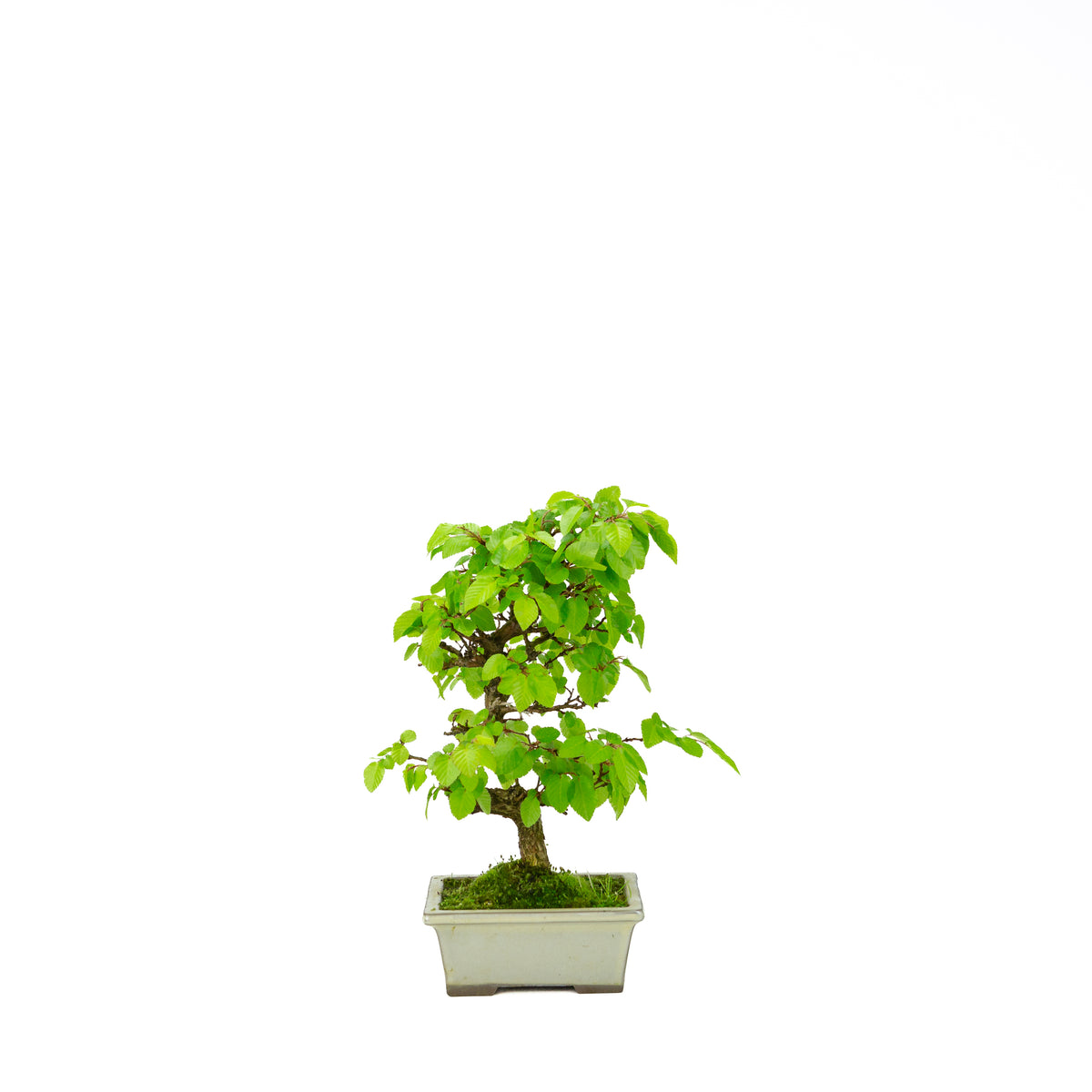 Carpinus coreana pot rectangulaire bleu 21 cm, hauteur ~35 cm
