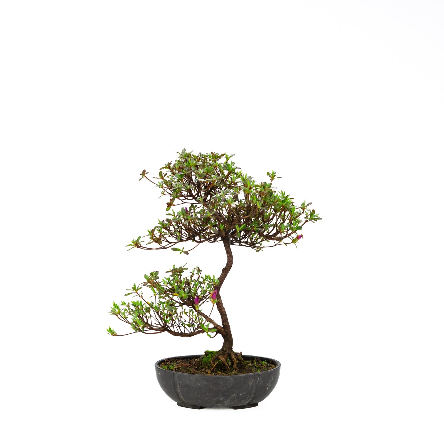 Rhododendron indicum (azalée satsuki), hauteur ~40cm