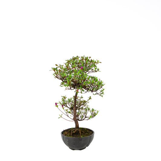 Rhododendron indicum (azalée satsuki), hauteur ~40cm