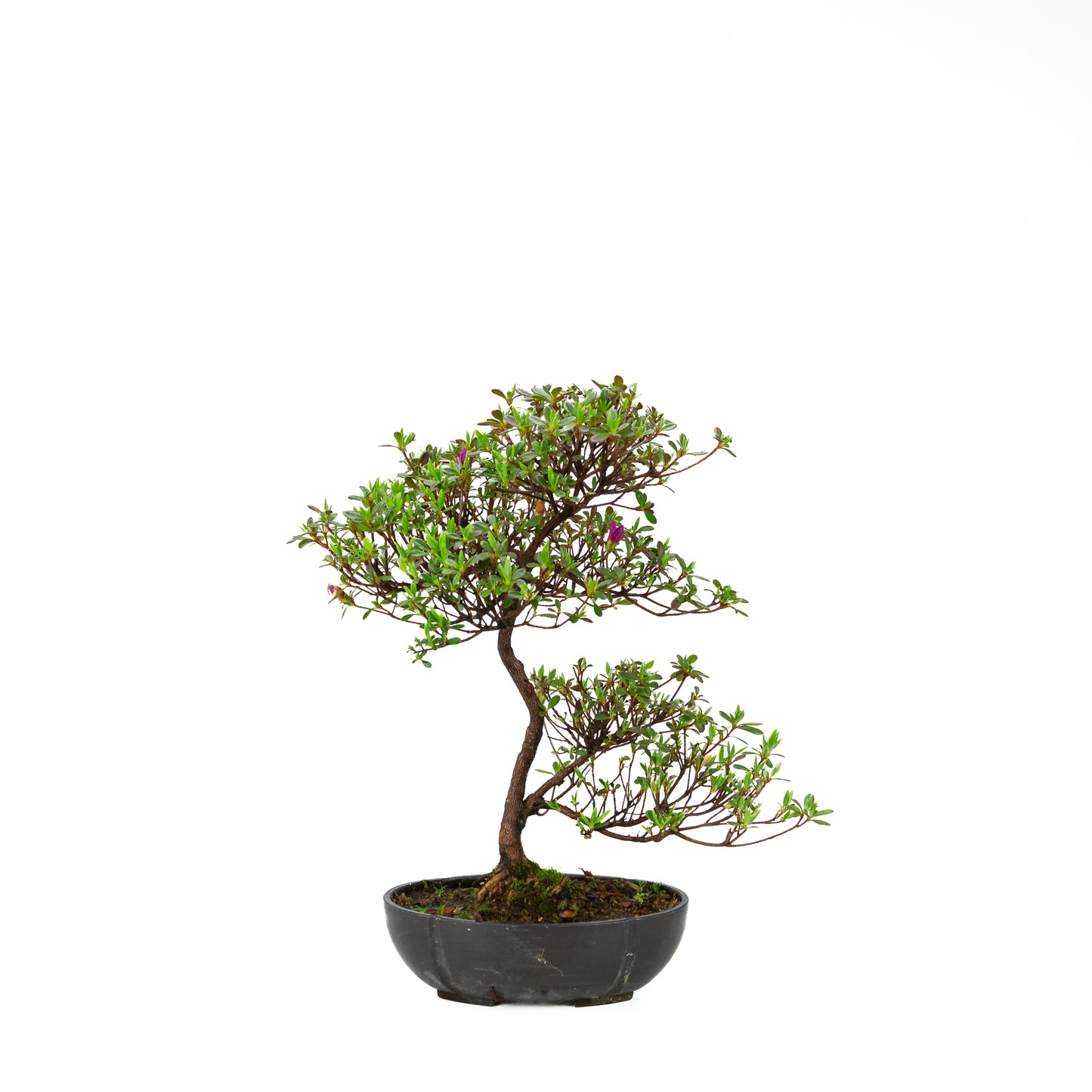 Rhododendron indicum (azalée satsuki), hauteur ~40cm