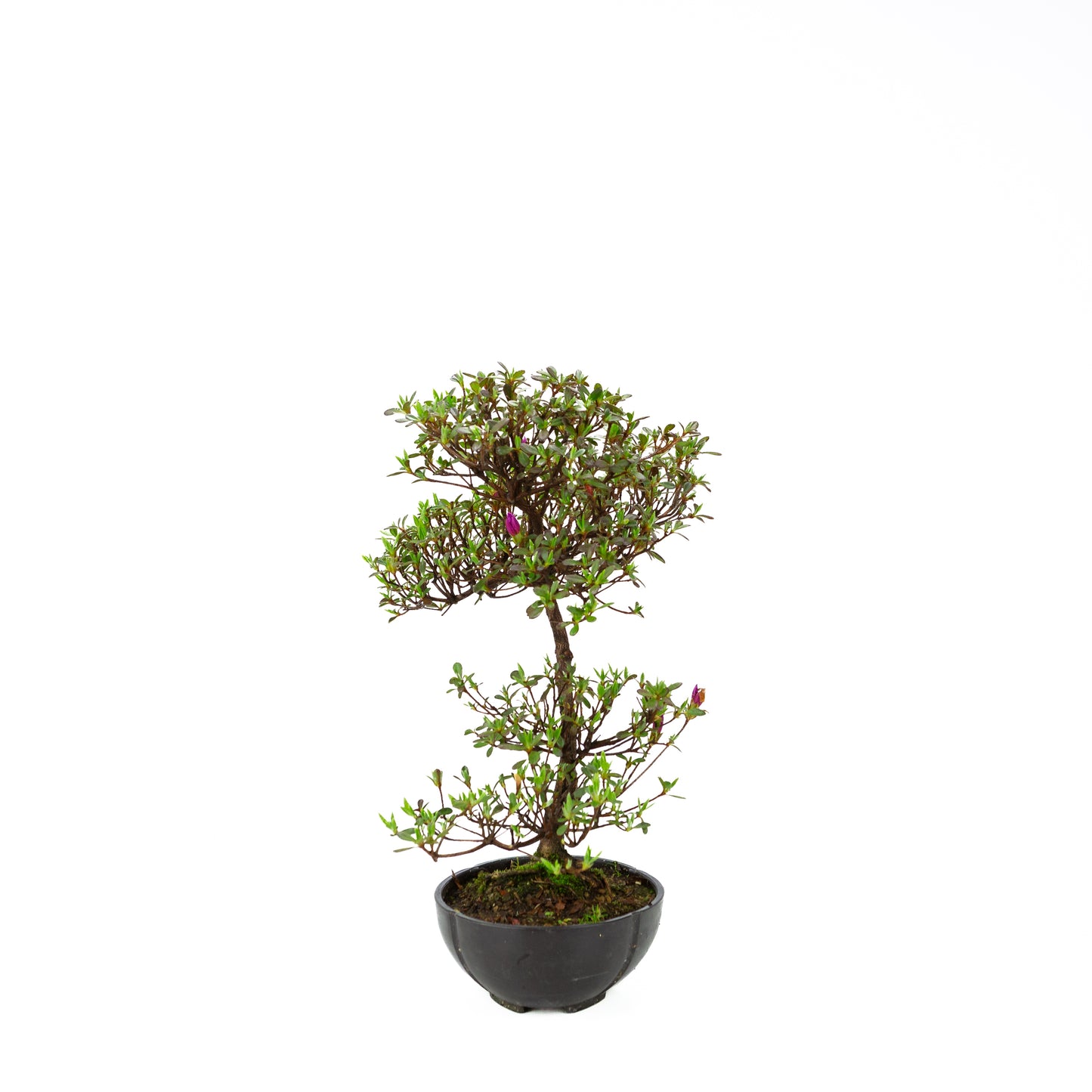 Rhododendron indicum (azalée satsuki), hauteur ~40cm
