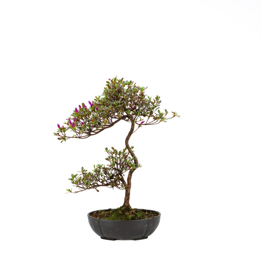 Rhododendron indicum (azalée satsuki), hauteur ~40cm