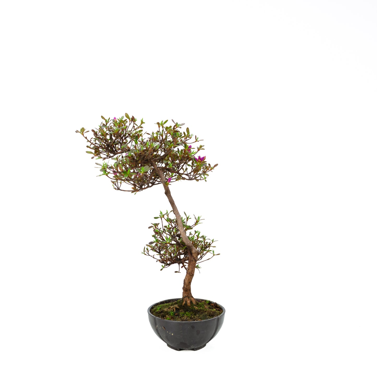 Rhododendron indicum (azalée satsuki), hauteur ~40cm