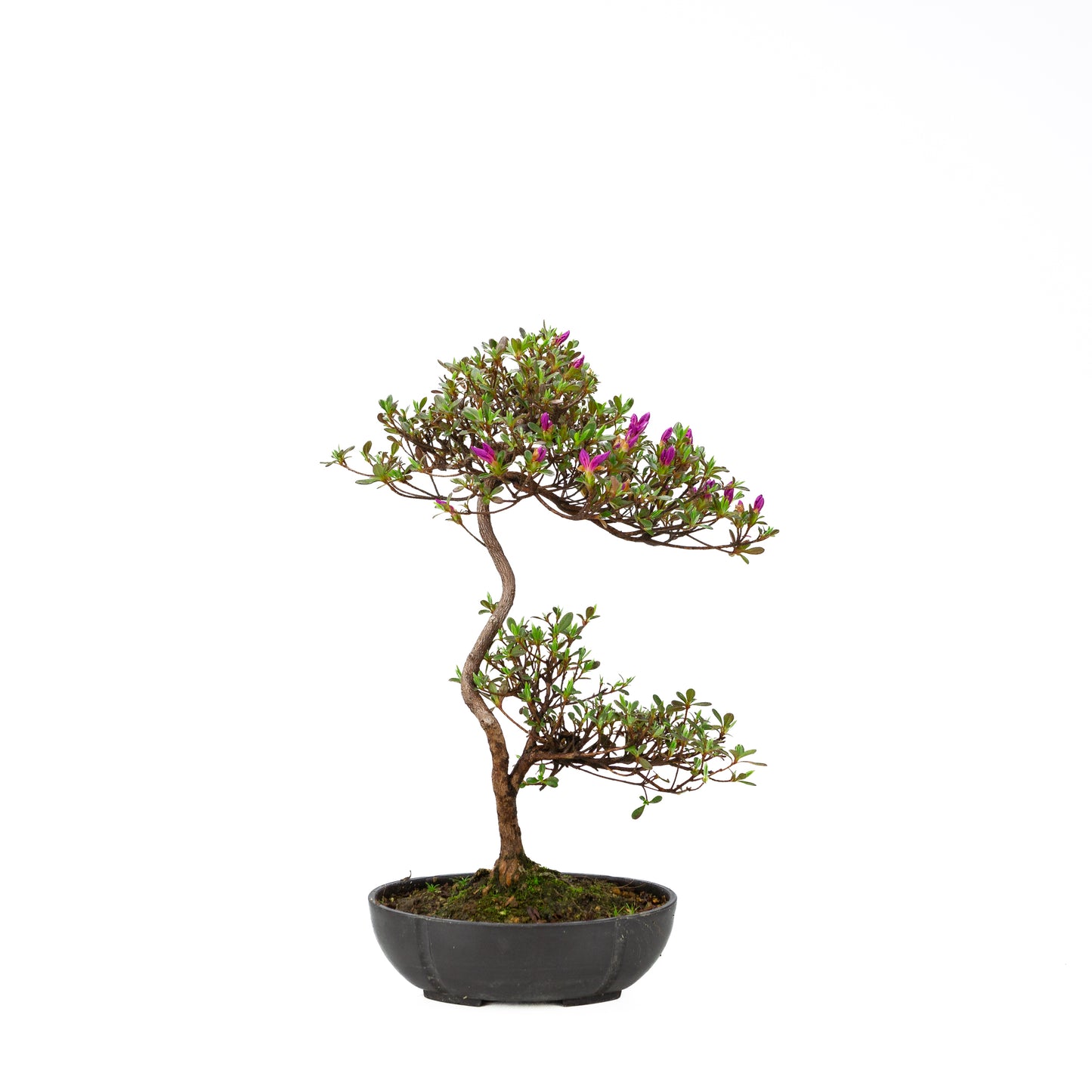 Rhododendron indicum (azalée satsuki), hauteur ~40cm