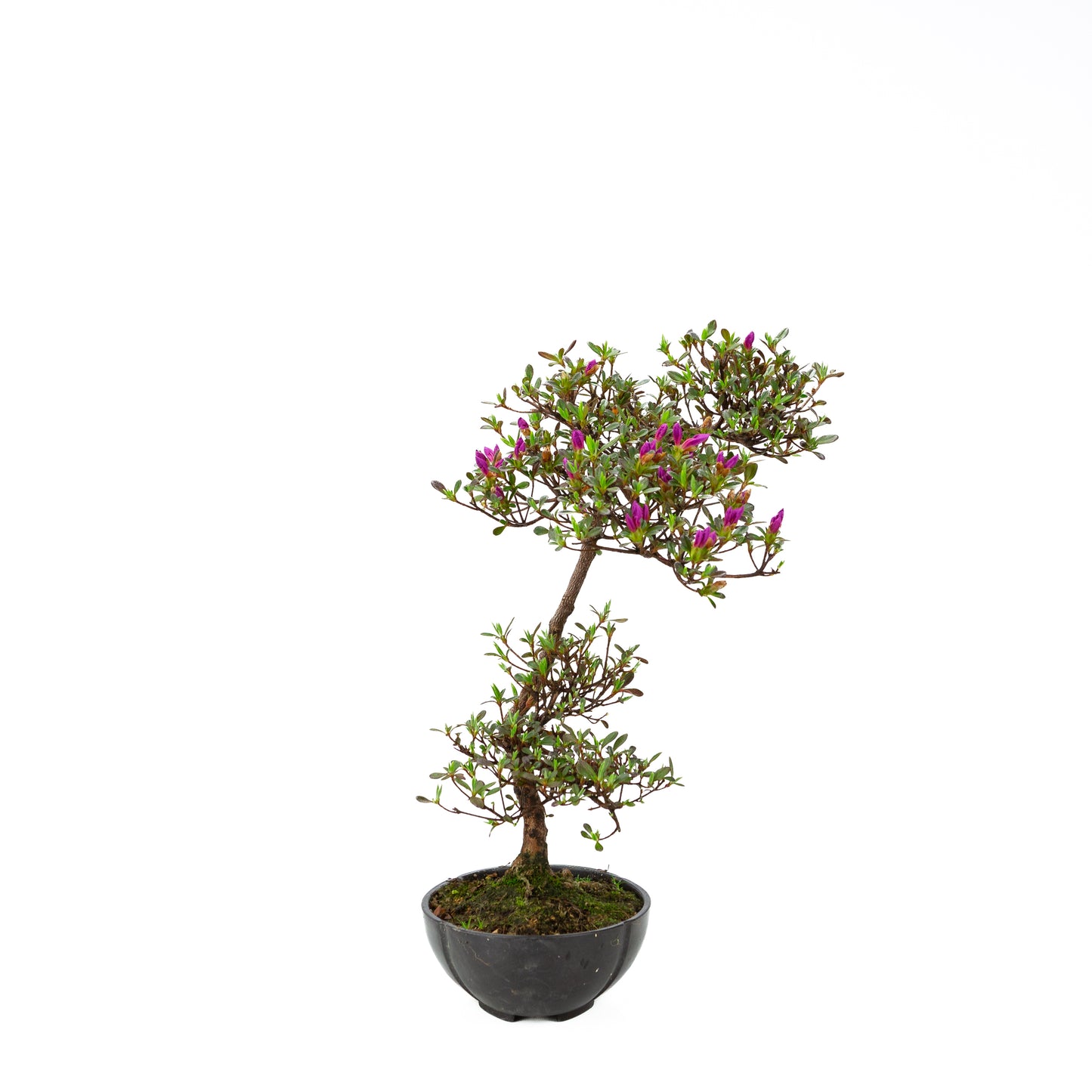 Rhododendron indicum (azalée satsuki), hauteur ~40cm