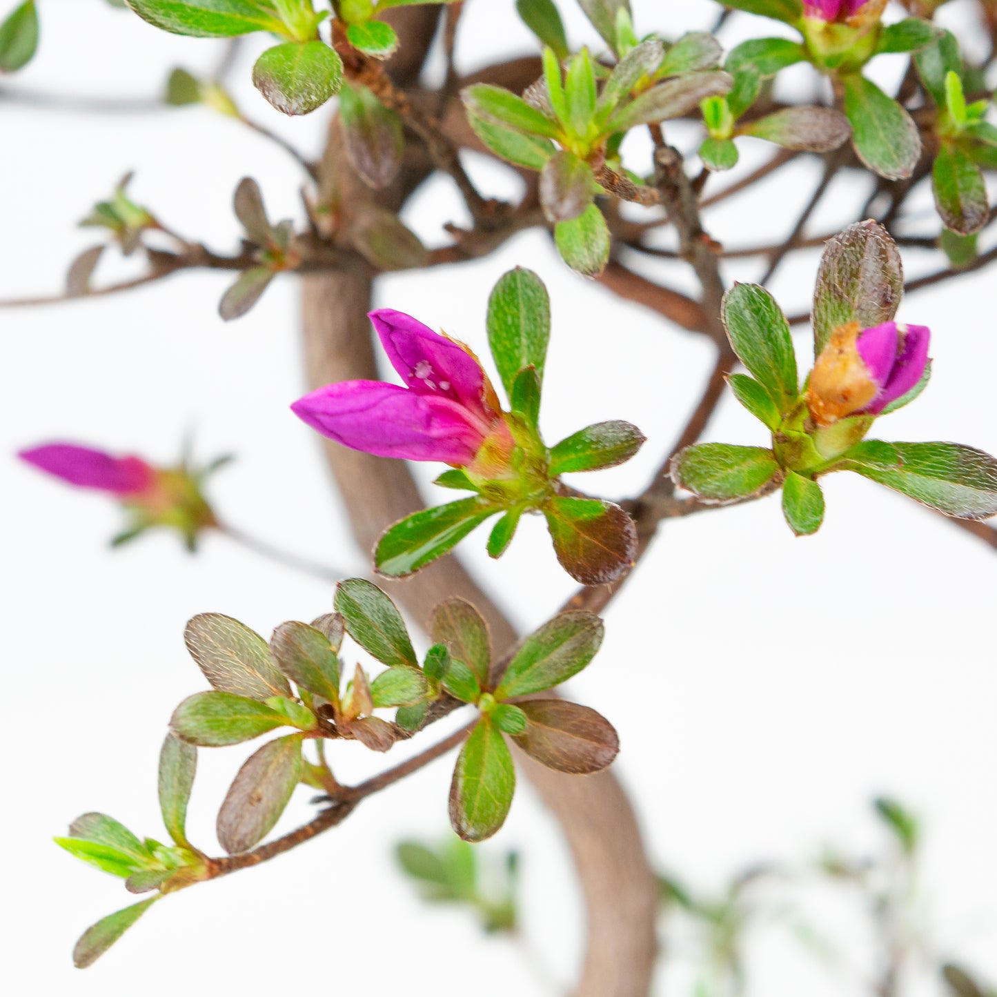 Rhododendron indicum (azalée satsuki), hauteur ~40cm