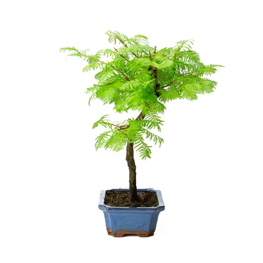 Metasequoia pot rectangulaire bleu 20 cm, hauteur 40 cm