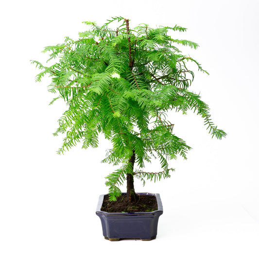 Metasequoia glyptostroboides pot 24 cm, hauteur ~53 cm