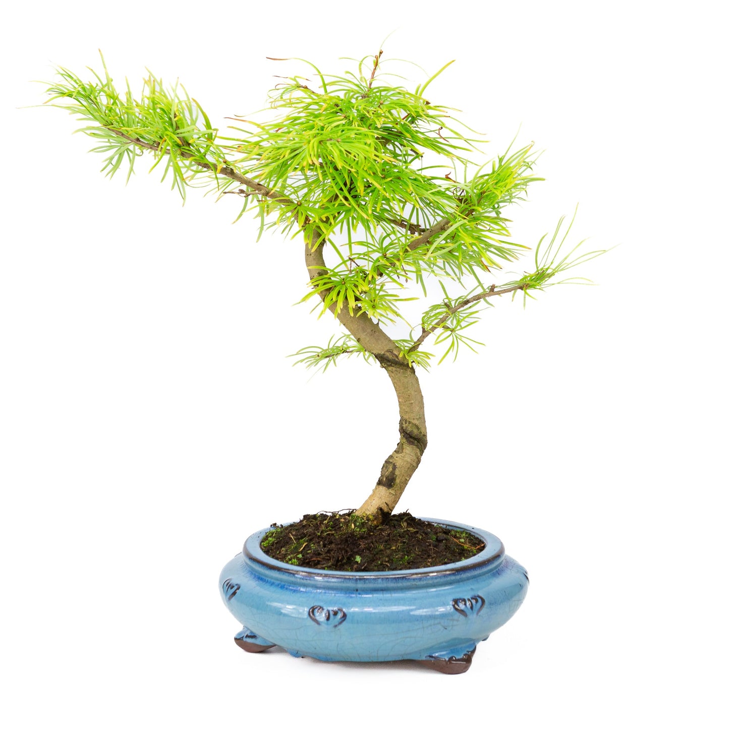 Pseudolarix shape pot rond bleu 23 cm, hauteur ~38 cm