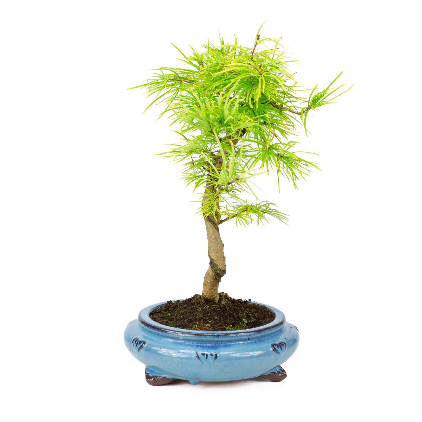 Pseudolarix shape pot rond bleu 23 cm, hauteur ~38 cm