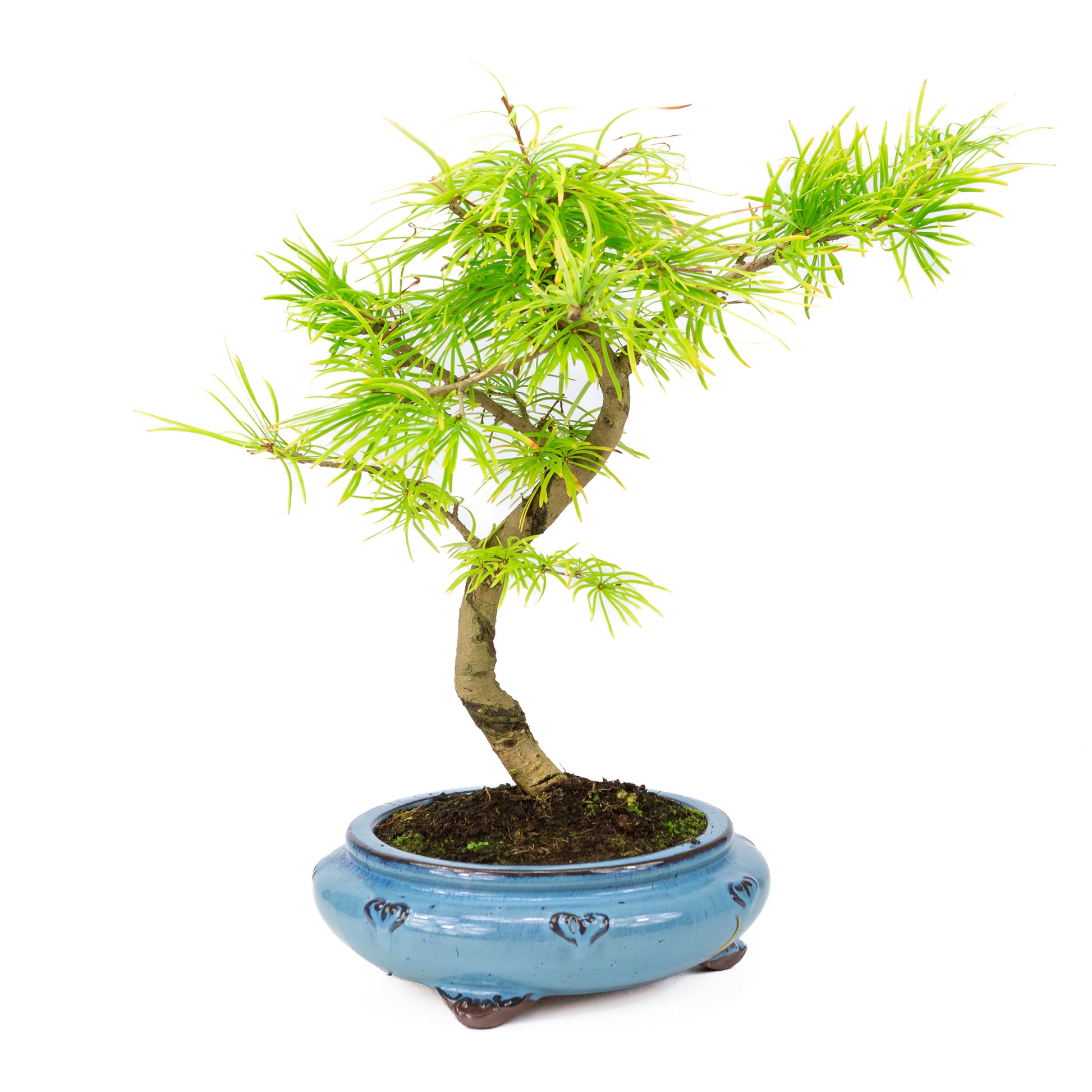 Bonsaï d'extérieur Pseudolarix amabilis forme pot rectangulaire bleu 15 cm, hauteur ~35 cm