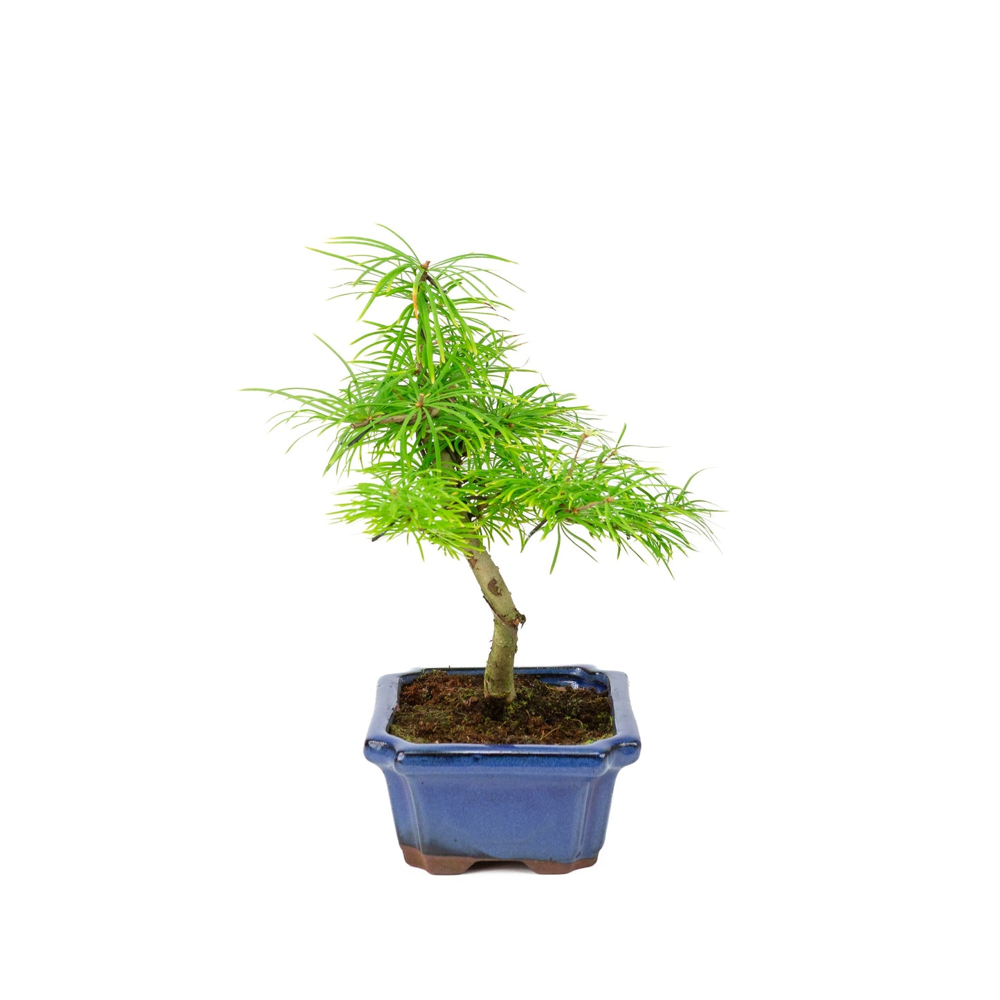 Pseudolarix amabilis dans un pot bleu 20 cm, hauteur ~40 cm
